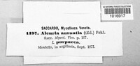 Aleuria aurantia image